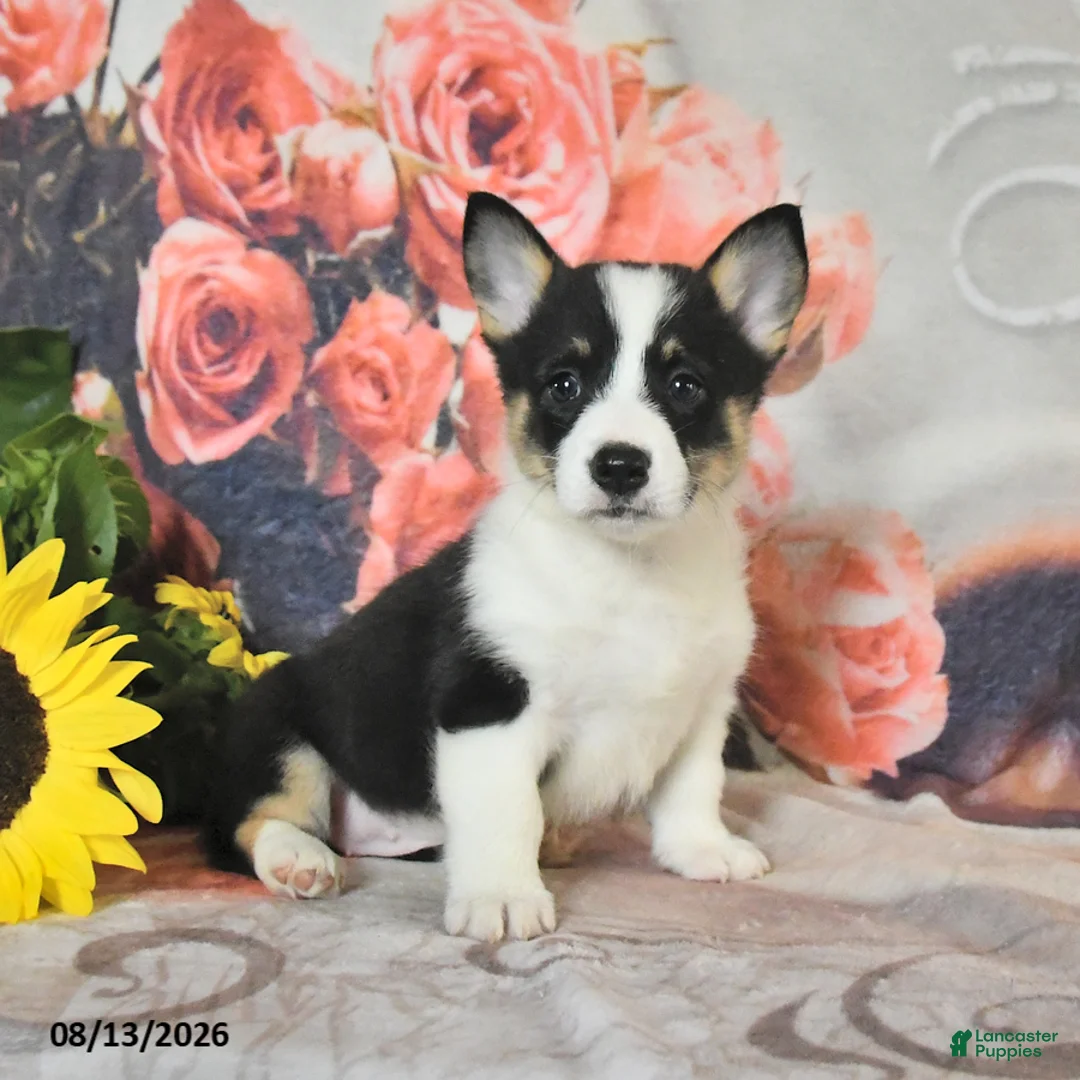 Welsh Corgi Pembroke dogs for sale: Lexi  - Ad 2