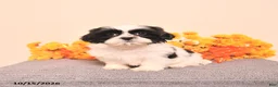 Shih Tzu dogs for sale: Ginger - Ad 2