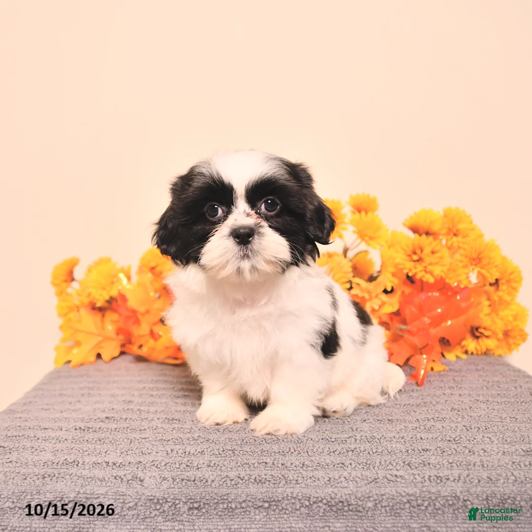 Shih Tzu dogs for sale: Ginger - Ad 2