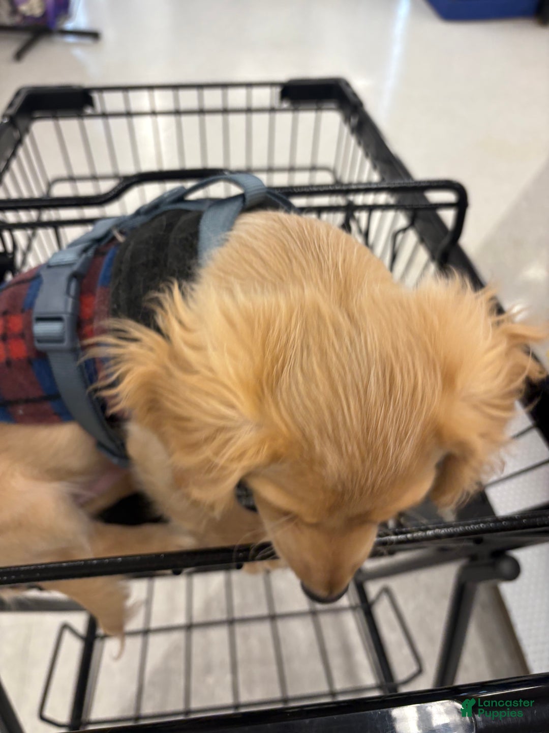 Mixed Breed dogs for sale: Casper - Ad 6