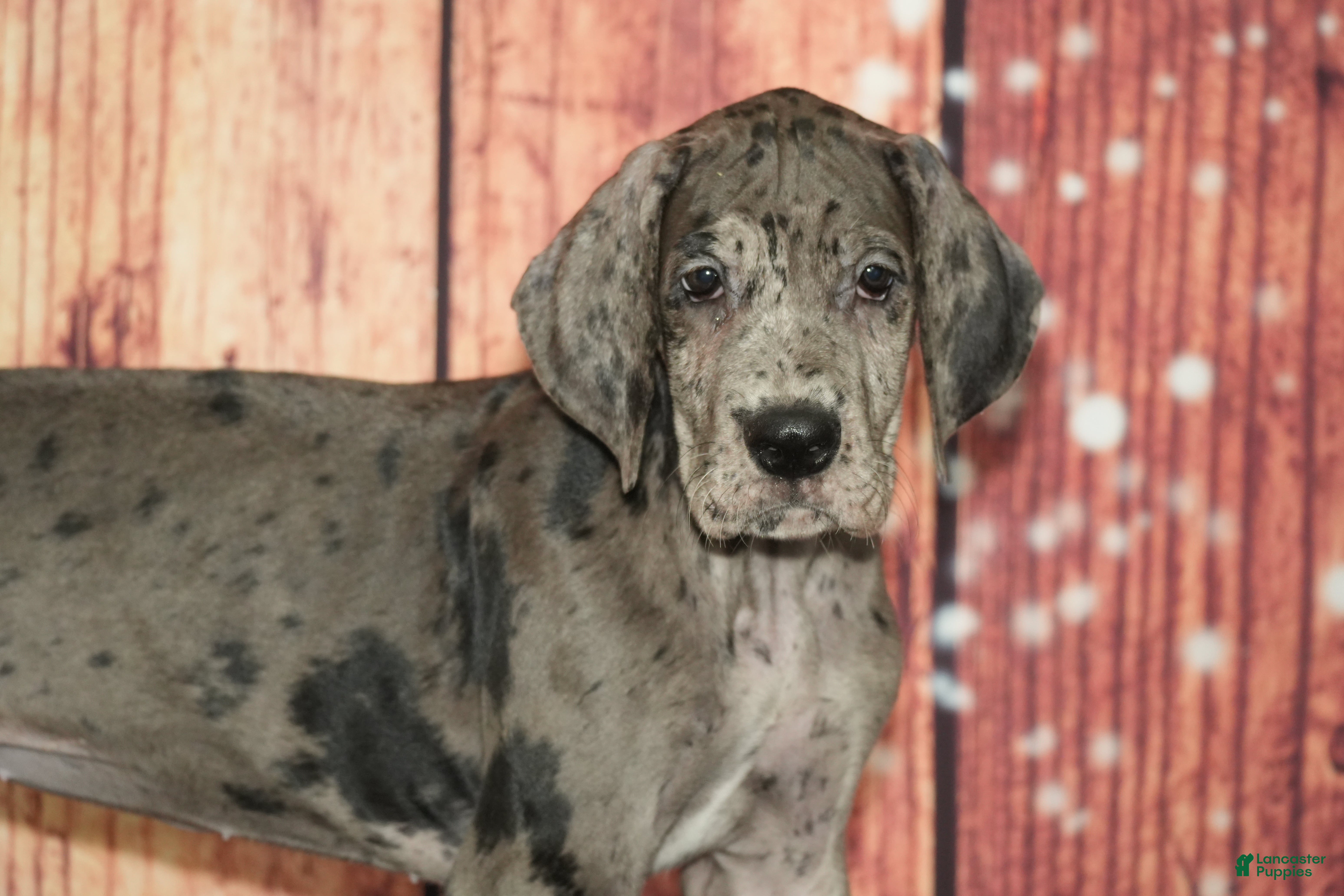 Great Dane dogs Sandy - Ad 23