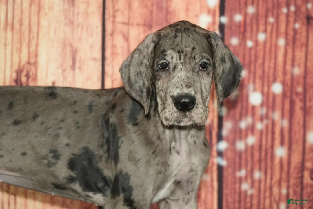 Great Dane dogs for sale: Sandy - Ad 1