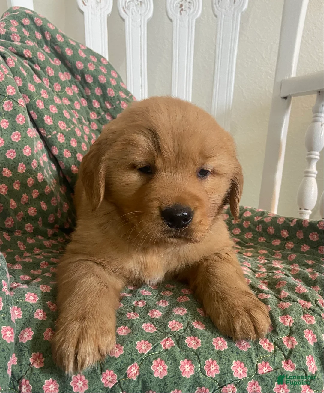 Golden Retriever dogs for sale: Gordy - Ad 1