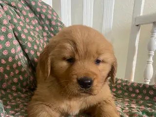 Golden Retriever dogs for sale: Gordy - Ad 3