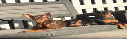 Miniature Pinscher dogs for sale: Honey - Ad 4