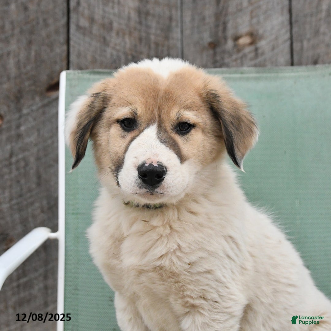 Mixed Breed dogs for sale: Birch - Ad 4