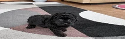 Mixed Breed dogs for sale: Maltipoo/Havanese boy 2  - Ad 11