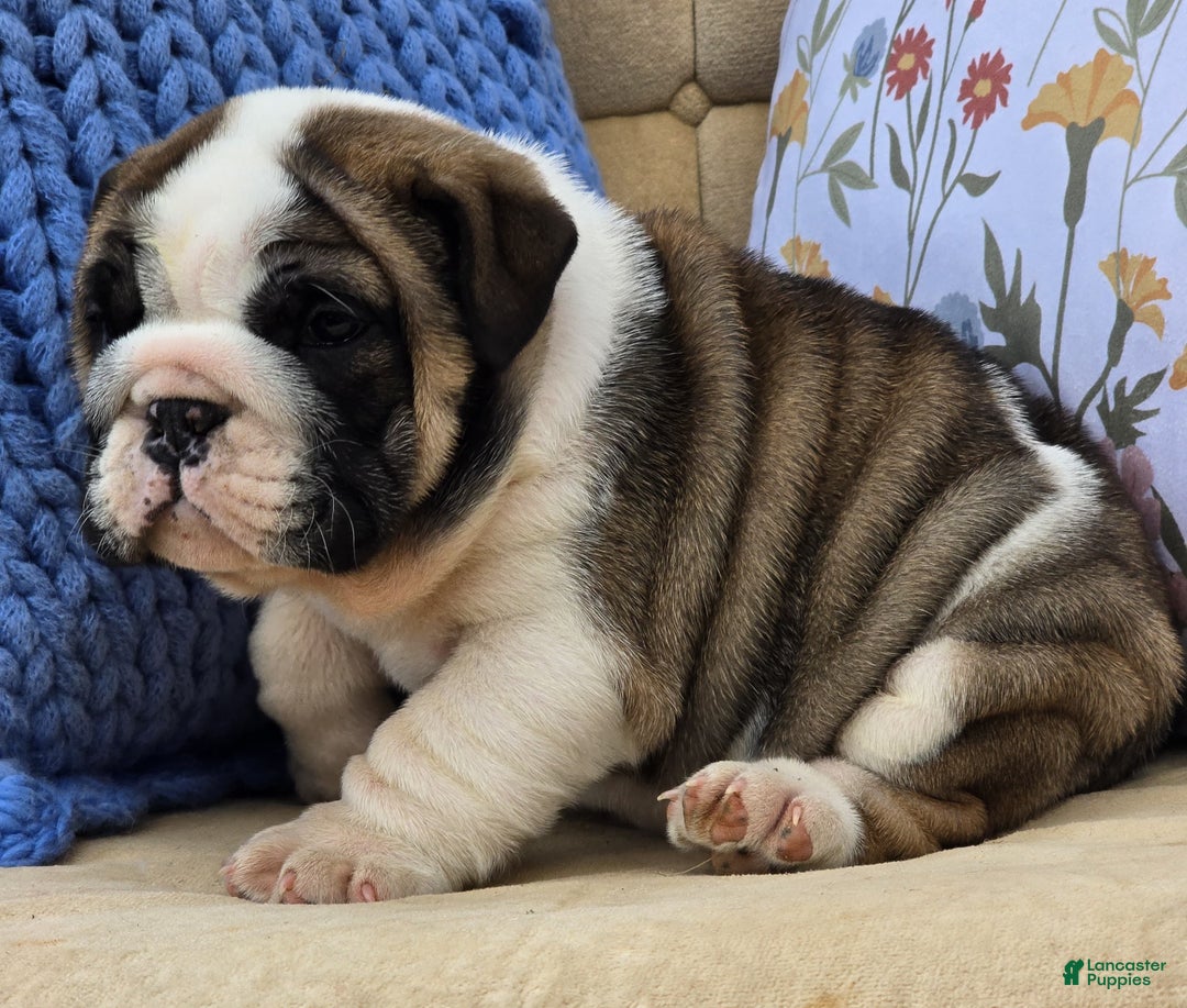 English Bulldog dogs for sale: Bubbles - Ad 6