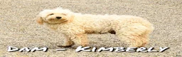 Mini Goldendoodle dogs for sale: Champ - Ad 10