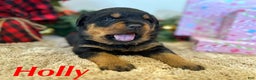 Rottweiler dogs for sale: Holly - Ad 3