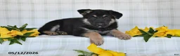 German Shepherd dogs for sale: Nicki - Ad 2
