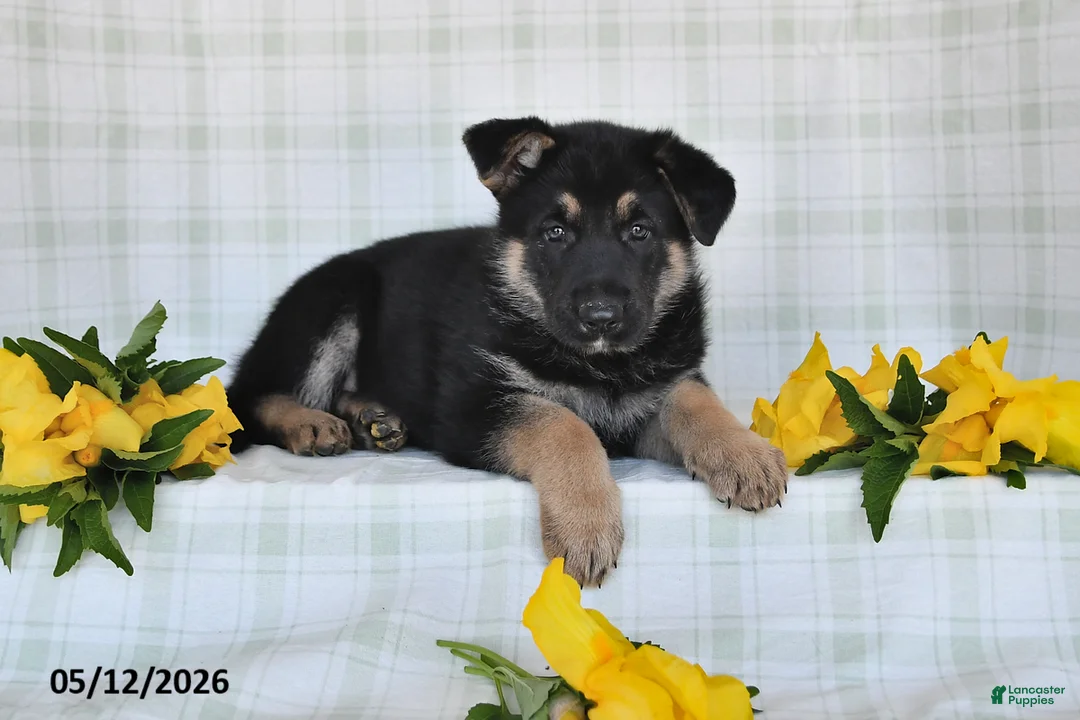German Shepherd dogs for sale: Nicki - Ad 2
