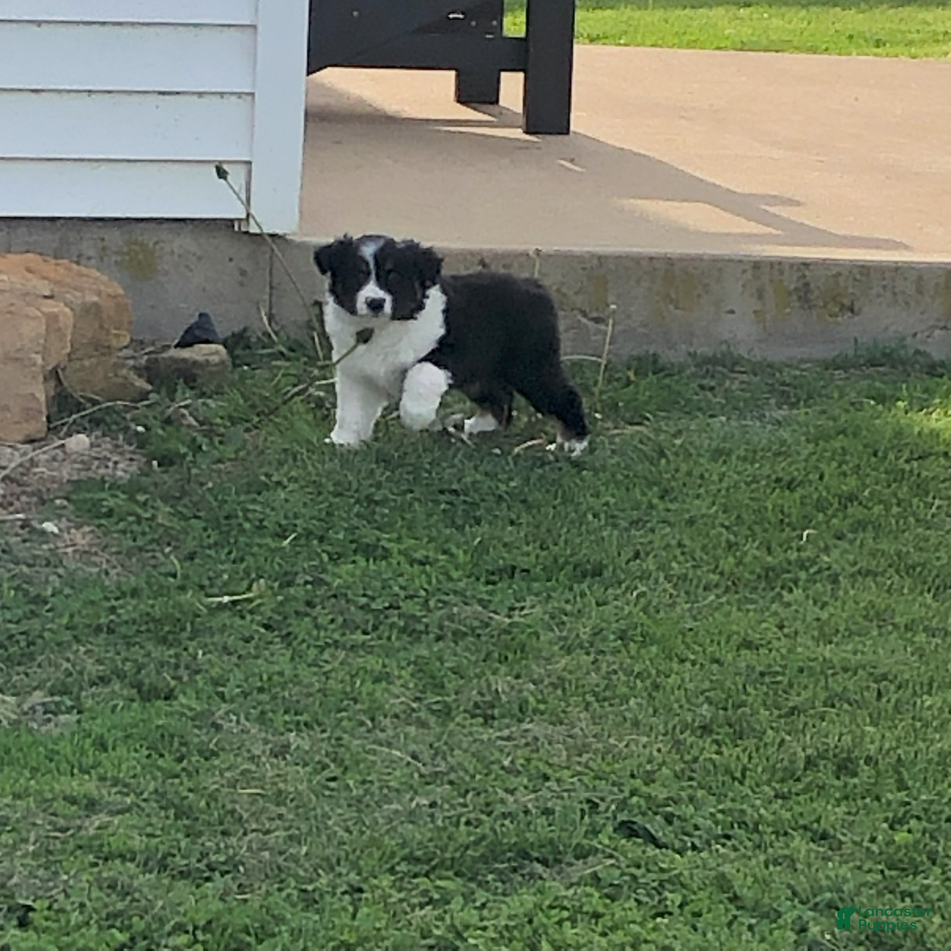 Australian Shepherd dogs Lil blue - Ad 2