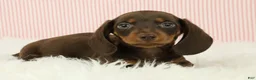 Miniature Dachshund dogs for sale: Loki 🦔 - Ad 8