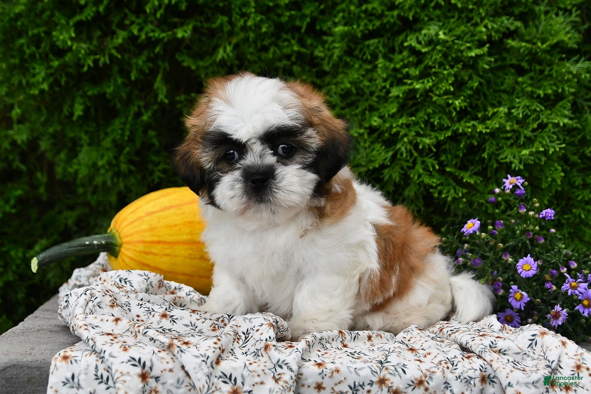 Teddy Bear dogs for sale: Tyler - Ad 2