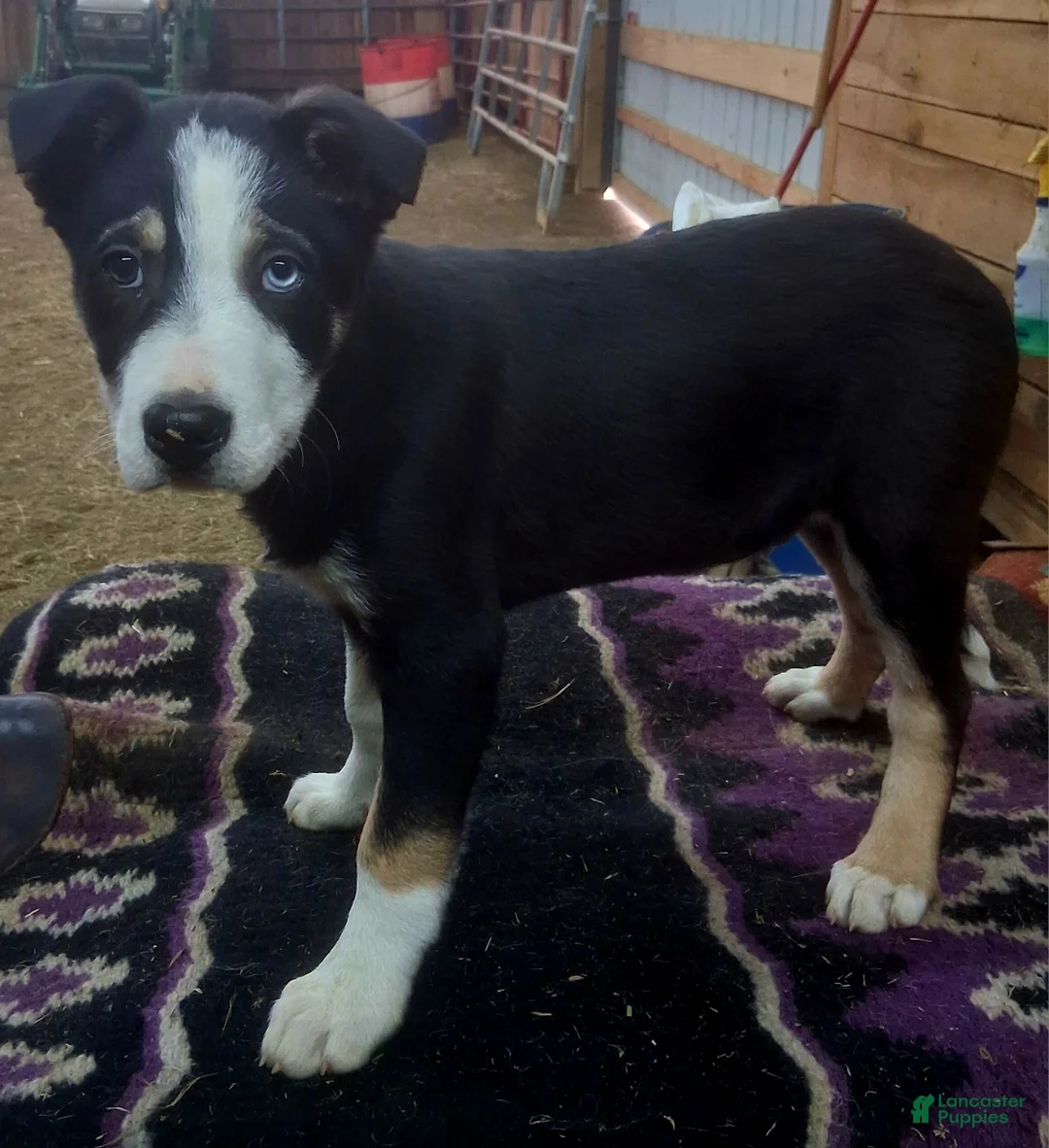 Border Collie dogs for sale: Border Collie Puppy 1 - Ad 14