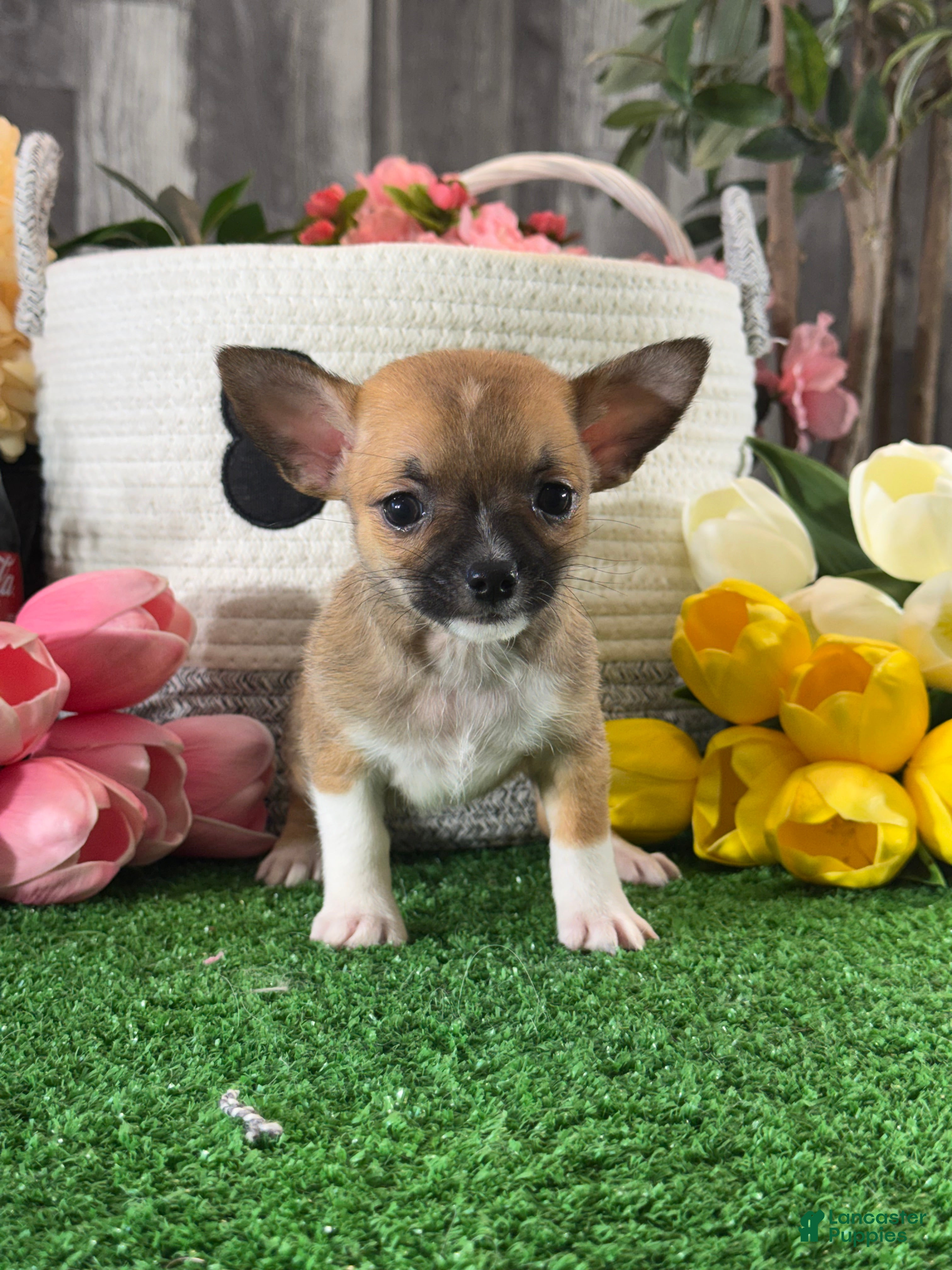 Chihuahua dogs for sale: Fern - Ad 3