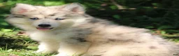 Pomsky dogs for sale: Skippy  - Ad 4