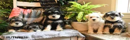 Miniature Schnauzer dogs for sale: Milo - Ad 5