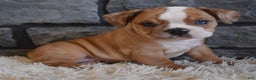 Mixed Breed dogs for sale: Bonnie  - Ad 7