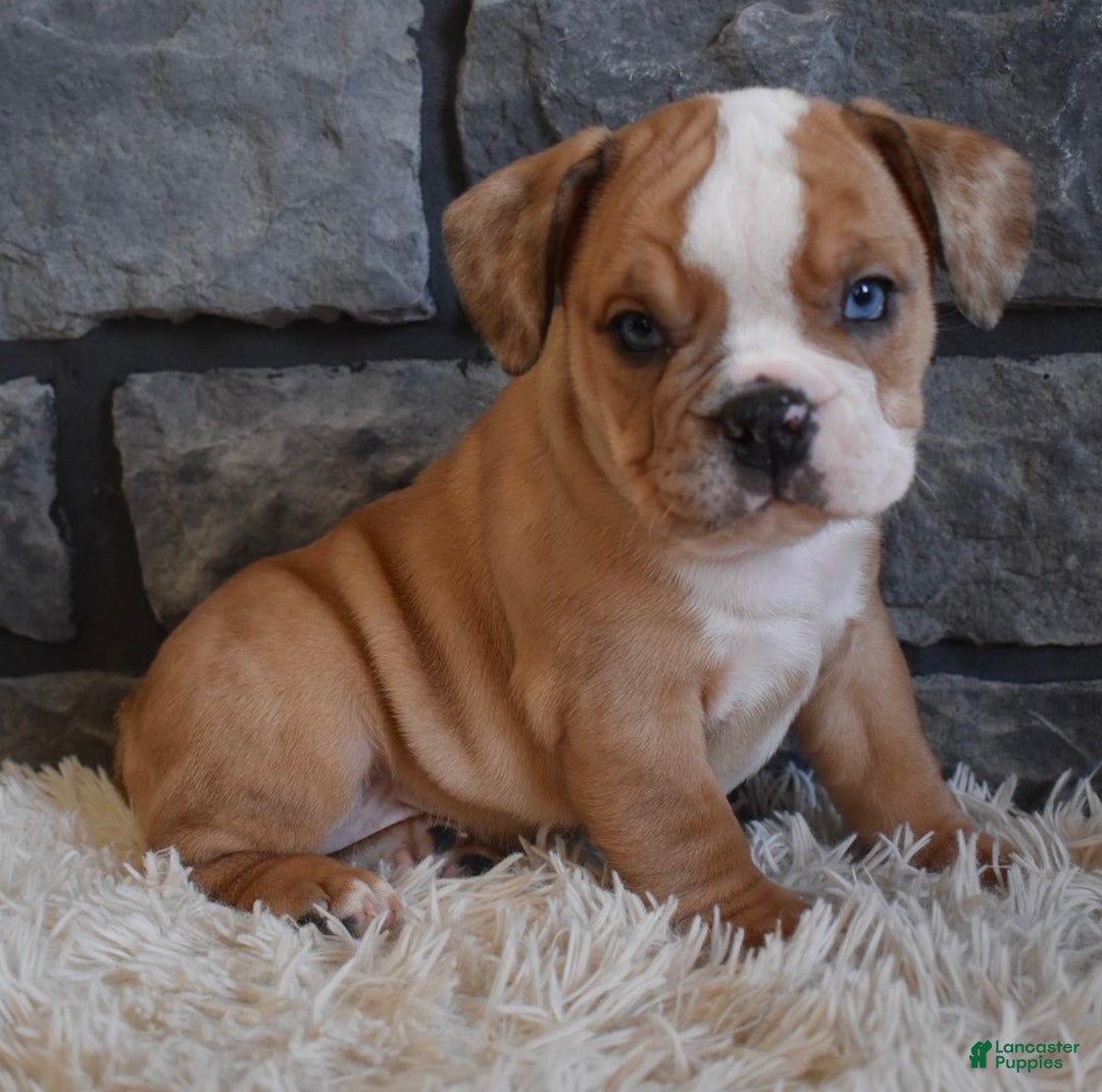 Mixed Breed dogs for sale: Bonnie  - Ad 7