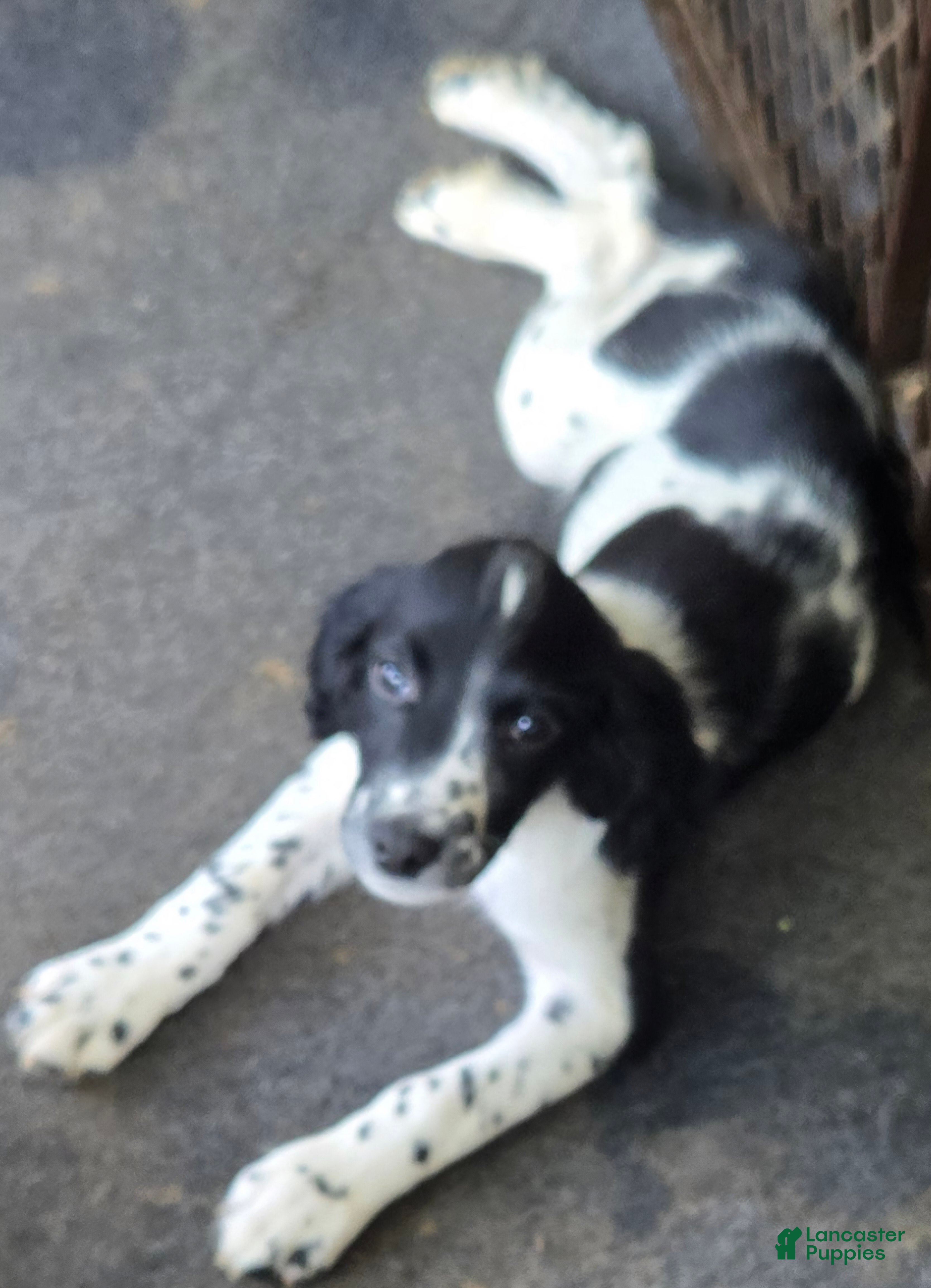 English Springer Spaniel dogs Rex - Ad 29