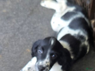 English Springer Spaniel dogs Rex - Ad 33
