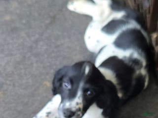 English Springer Spaniel dogs Rex - Ad 27