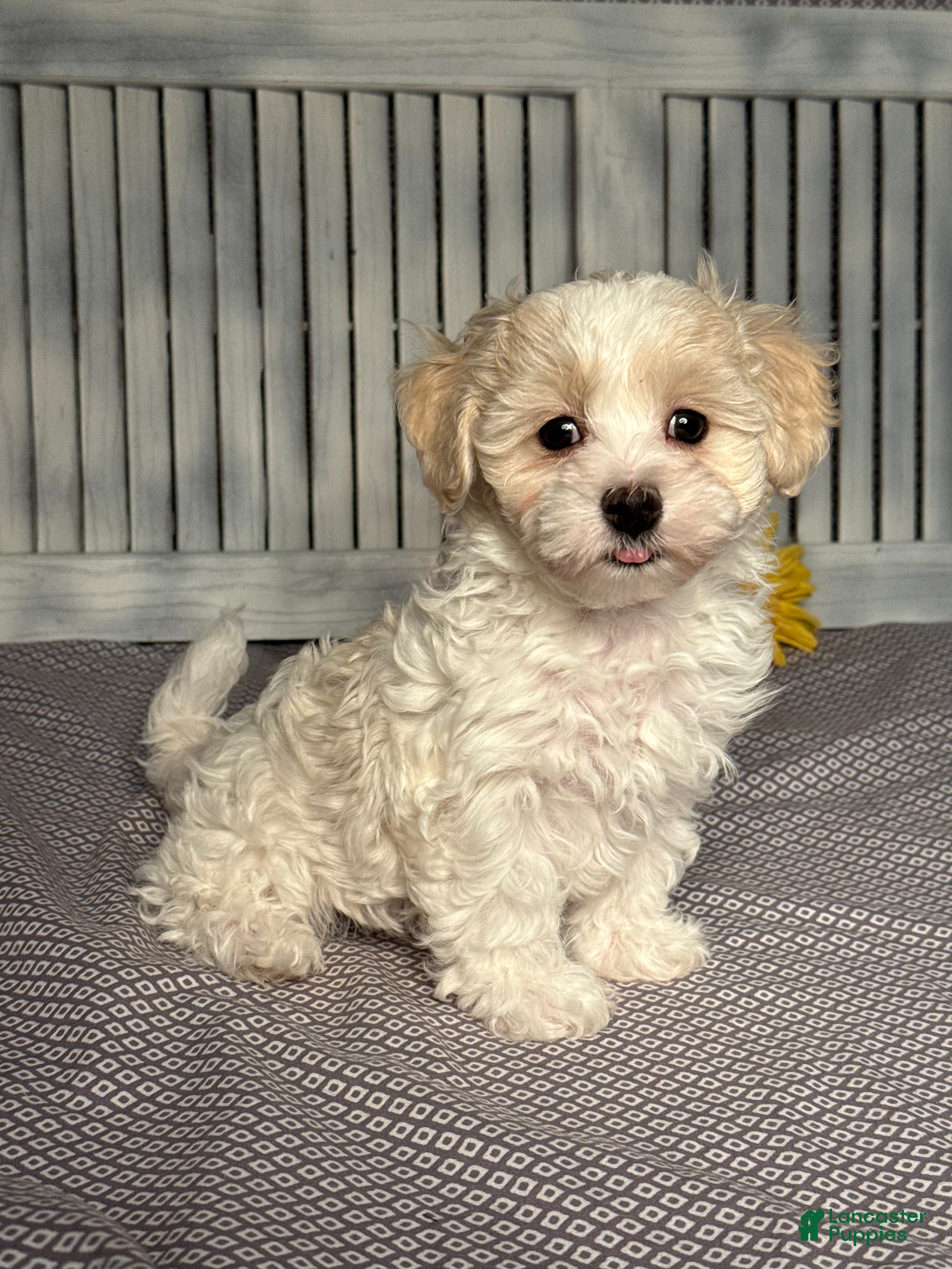 Maltipoo dogs Randy - Ad 2
