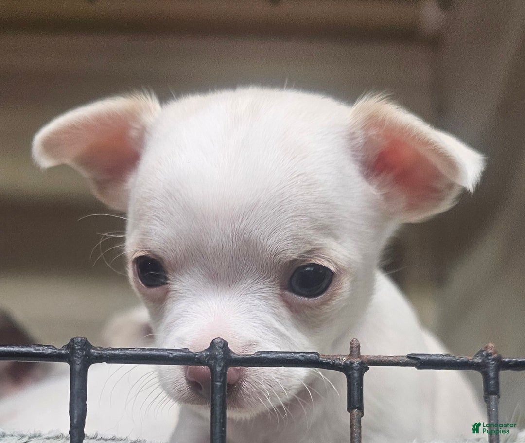 Chihuahua dogs for sale: Harvey - Ad 5