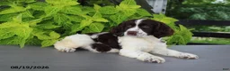 English Springer Spaniel dogs for sale: Max - Ad 4