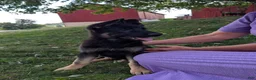 German Shepherd dogs for sale: Dani - Ad 19