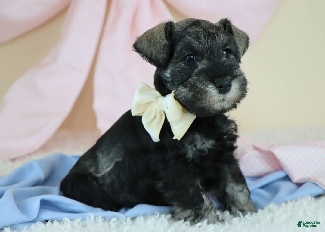 Miniature Schnauzer dogs for sale: Rufus | Miniature Schnauzer  - Ad 2