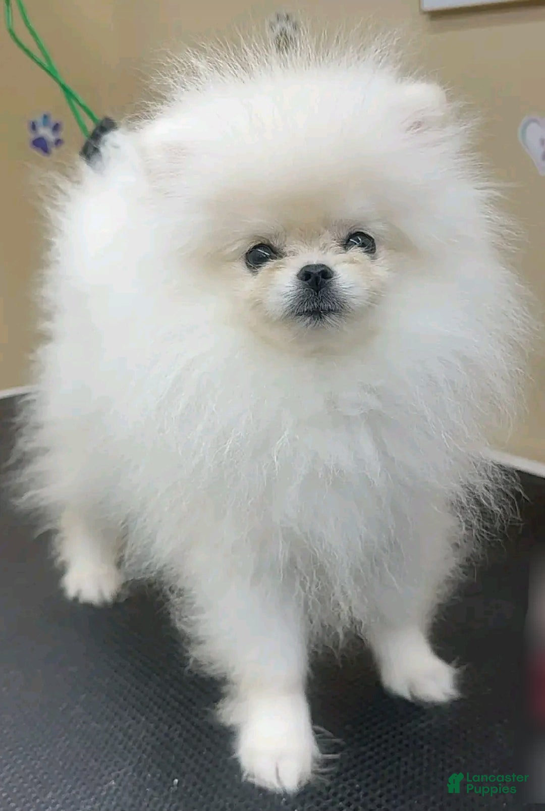 Pomeranian dogs for sale: Teodoro coreano  - Ad 3