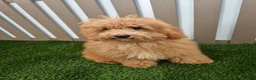 Miniature Poodle dogs for sale: Gus Miniature Poodle  - Ad 3