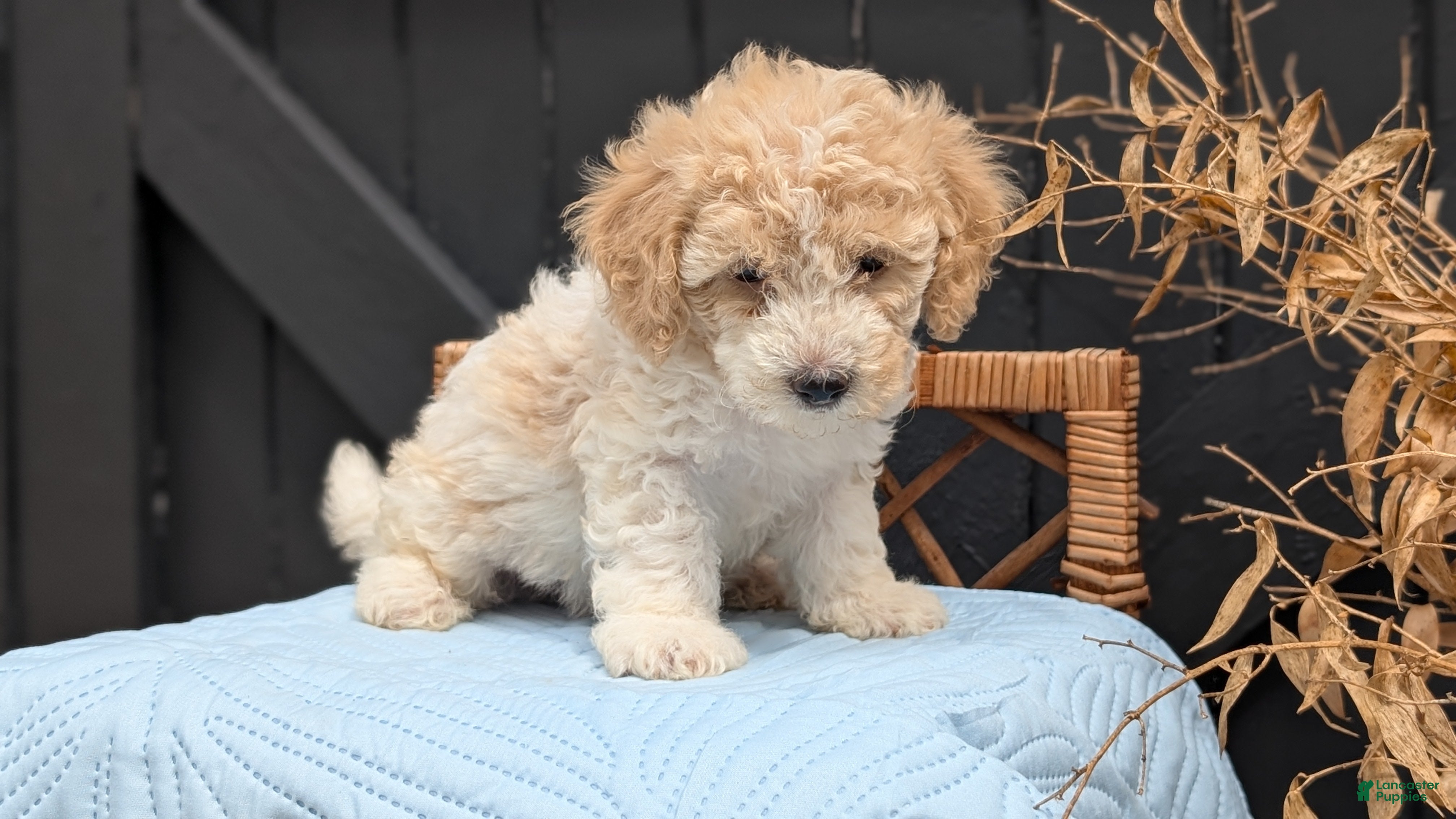 Havapoo dogs Milo - Ad 2