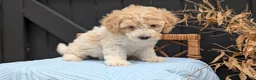 Havapoo dogs for sale: Milo - Ad 2