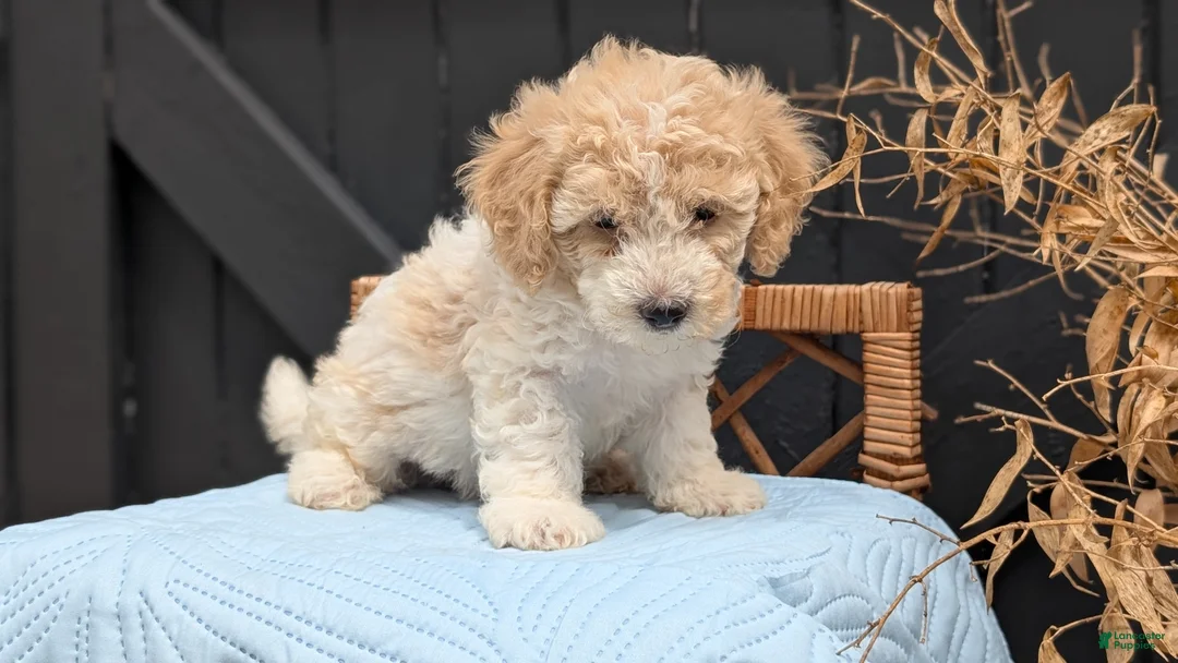 Havapoo dogs for sale: Milo - Ad 2