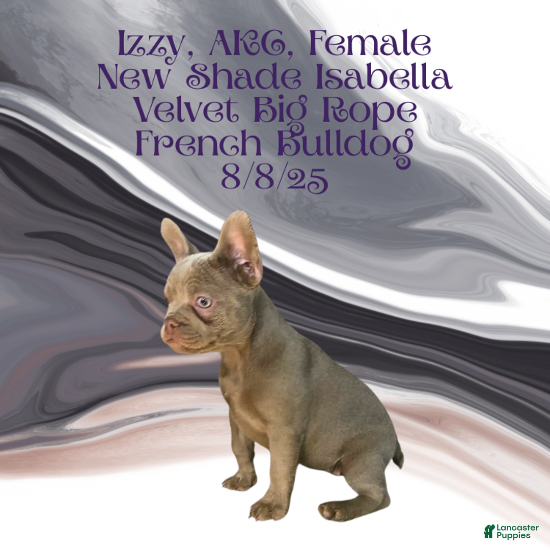 French Bulldog dogs for sale: 🐾 “Izzy the Velvet Queen: Blue-Eyed Beauty with Boss Energy & Breeding Potential” - Ad 16