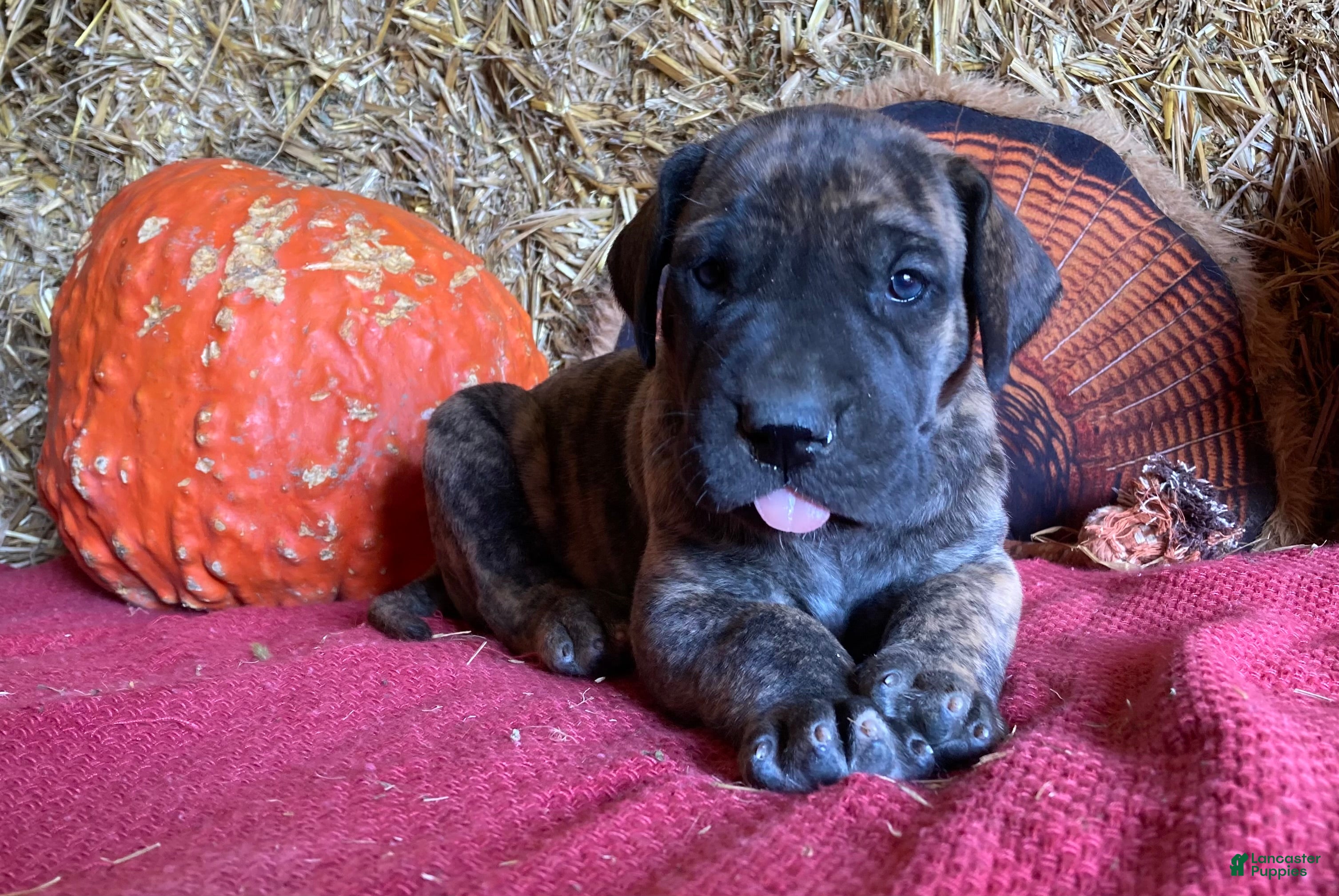Great Dane dogs Brindy - Ad 1