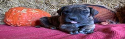 Great Dane dogs for sale: Brindy - Ad 1