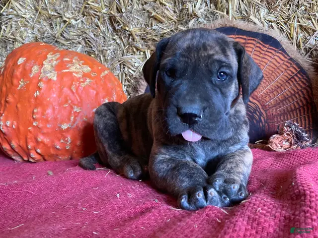Great Dane dogs for sale: Brindy - Ad 1