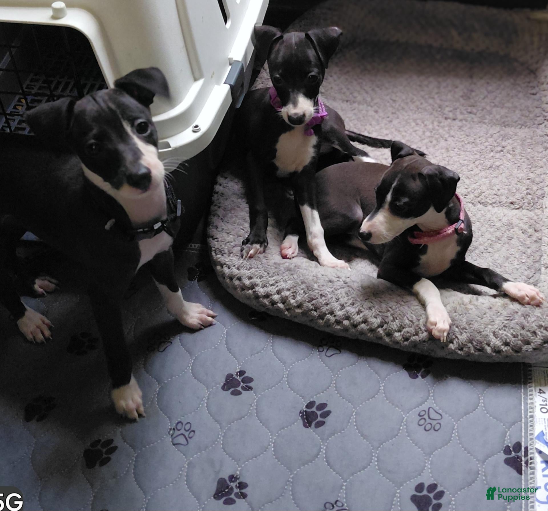 Italian Greyhound (Italian Greyhound, Male) in Pooler, GA