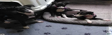 Italian Greyhound 1