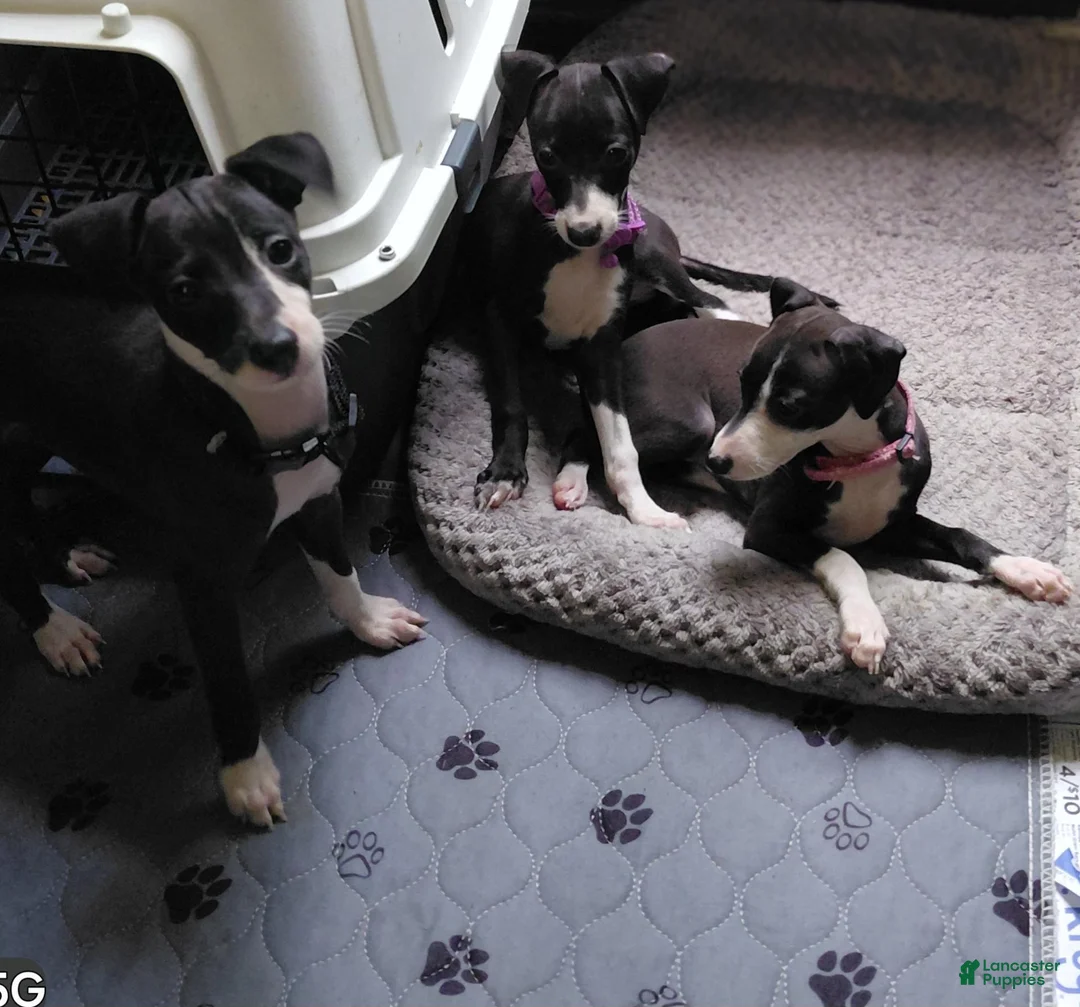 Italian Greyhound dogs for sale: Italian Greyhound 1 - Ad 1
