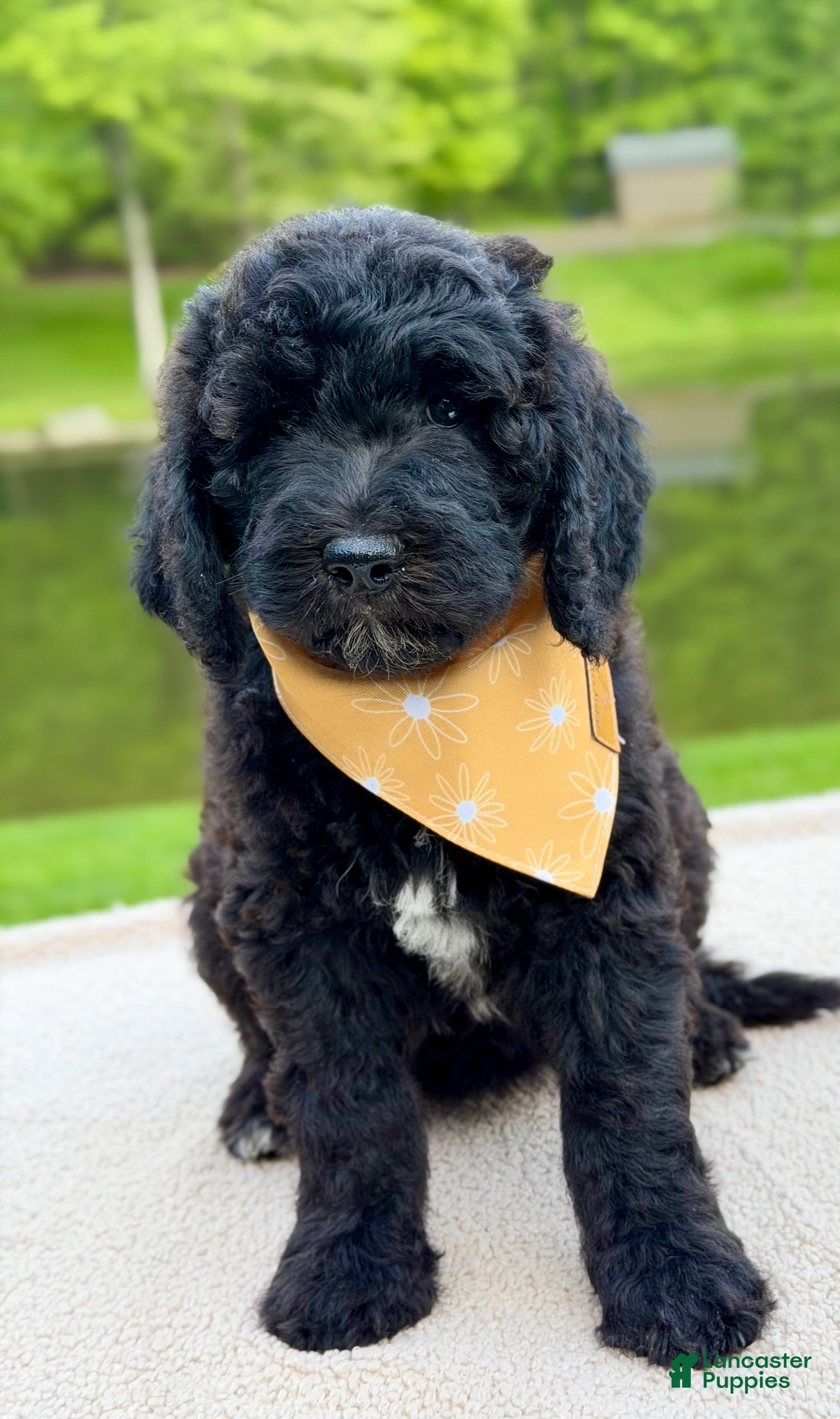 Goldendoodle dogs Willow  - Ad 1