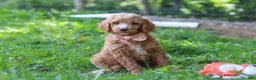 Standard Poodle dogs for sale: Hannah AKC - Ad 3