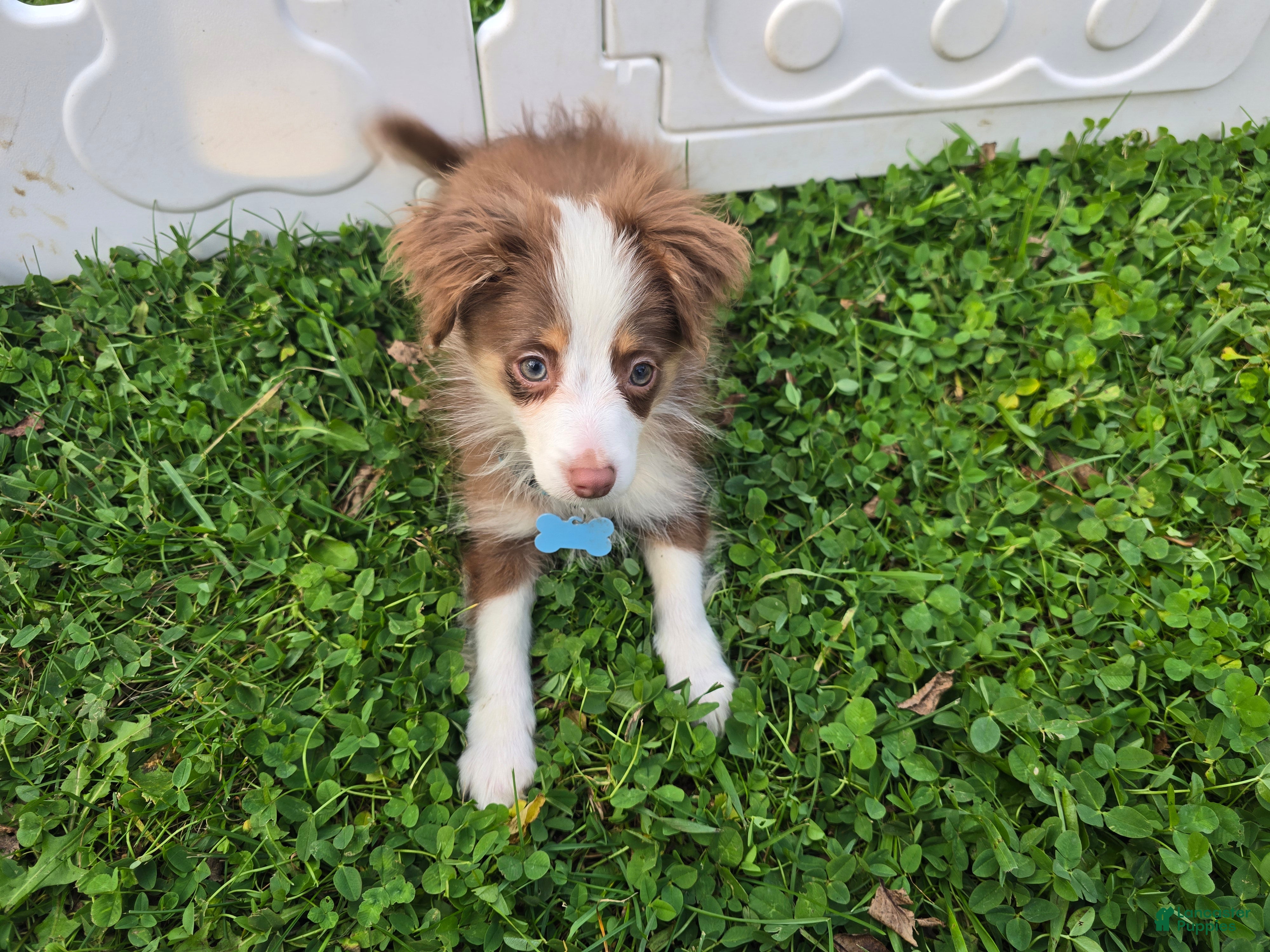 Toy Australian Shepherd dogs for sale: Boy 4 - Ad 1