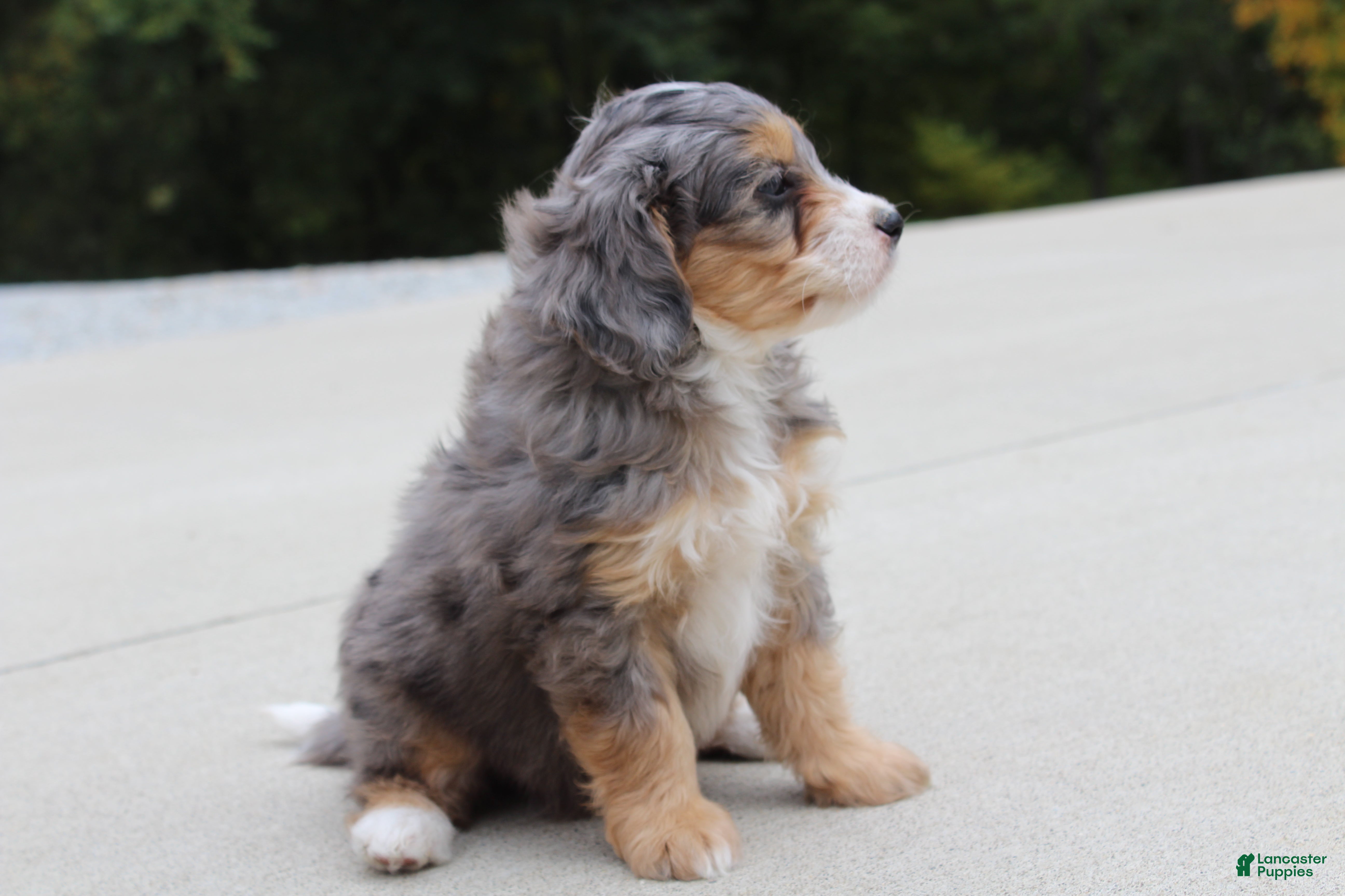 Mini Bernedoodle dogs Penny  - Ad 1