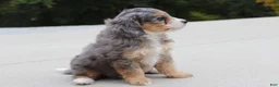Mini Bernedoodle dogs for sale: Penny  - Ad 1